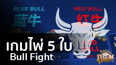 Bull Fight